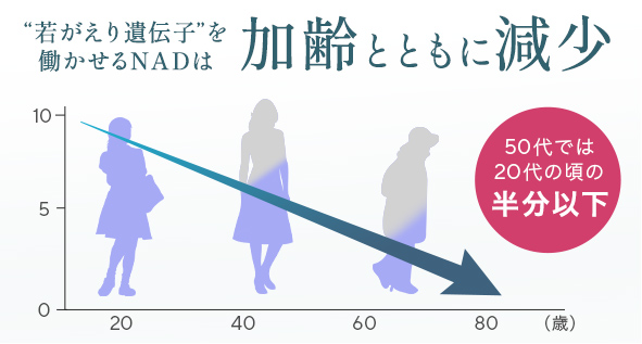 NADは若がえり遺伝子を働かせるために不可欠